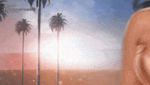 a sunset with palm trees and the words real housewives