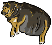 obesidad perro