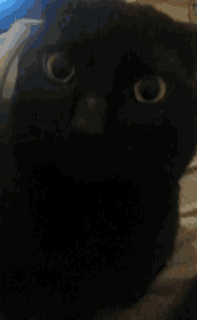 cat pet stare black cat