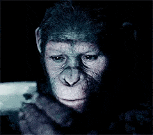 a close up of a monkey 's face in the dark looking at something .