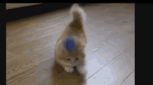 What A Fluff Ball. GIF - Sparkletoy Kitten Fluffy GIFs