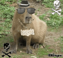 Capybara GIF - Capybara GIFs