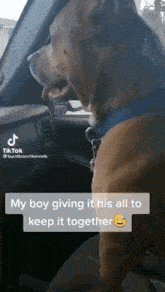 My Boy Giving It All To Keep It Together Shaking Dog GIF - My Boy Giving It All To Keep It Together Shaking Dog Drooling Dog GIFs