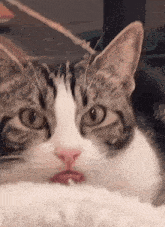 Cat Tongue GIF - Cat Tongue Cute GIFs