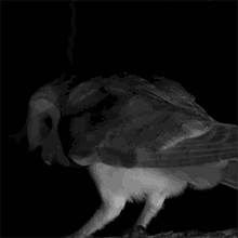 GIF