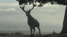 White Stag Stag GIF - White Stag Stag Deer GIFs
