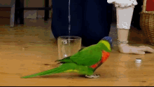 Birds Pets GIF