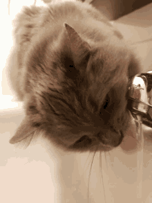Cat Kitty GIF - Cat Kitty Water GIFs