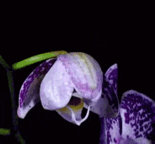 Orchid GIF