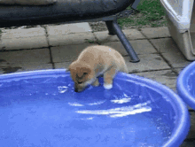 Pool Dog GIF - Pool Dog GIFs