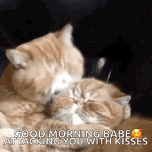Cats Kiss GIF