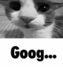 a black and white photo of a cat with the word goog written next to it .