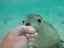 Friendly Seal GIF - Seal Marinelife Cute GIFs