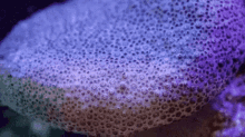 Corals Open Up GIF - Corals Open Up Underwater GIFs