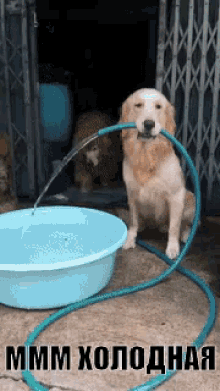 холодная вода собака наслаждение блаженство жара GIF - Cold Water Dog GIFs