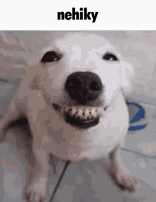 Nehiky Nehiky Dog GIF - Nehiky Nehiky Dog Dog Smile GIFs