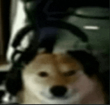 a close up of a dog wearing headphones on its head