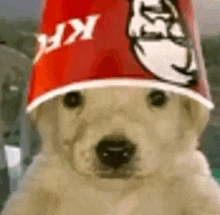 a dog wearing a kfc bucket hat .