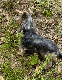 a small dog is laying in the grass looking at the camera