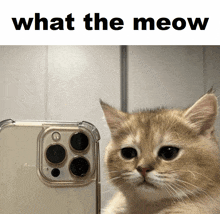 Cat Stare GIF - Cat Stare Confused GIFs