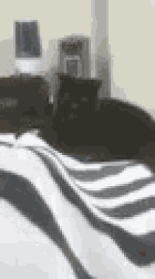 Attack Black Cat GIF - Attack Black Cat Rawr GIFs
