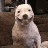 a white dog is sitting on a couch and smiling at the camera .