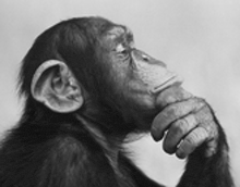 a chimpanzee is holding its hand to its chin and looking up .