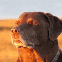 a close up of a brown dog with his eyes closed