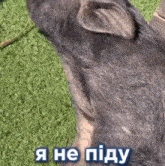a close up of a pig 's face with the words " я не піду " in blue letters