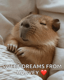a picture of a guinea pig sleeping with the words sweet dreams from harvey above it
