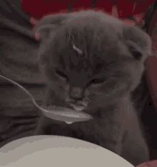 Kitten Cat GIF - Kitten Cat Cute GIFs