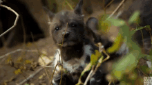 Puppies Listening GIF - Puppies Listening Painted Wolf GIFs
