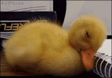 Sleep Duck GIF - Sleep Duck Sleepy GIFs