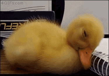 sleep-duck.gif