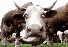Cow Holy GIF - Cow Holy Crap GIFs