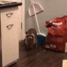 a raccoon is walking in a kitchen next to a bag of dog food .