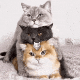 Gw2-cat-stack Catmander GIF