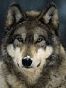 Wolfy GIF - Wolfy GIFs