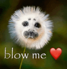 a picture of a seal with a dandelion in front of it that says blow me