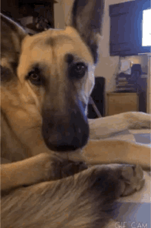 a close up of a dog 's face with a gif cam watermark at the bottom