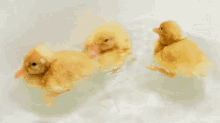 :) GIF - Duck Duckling Swimming GIFs