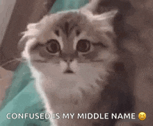 Cat Blinking GIF - Cat Blinking Confused GIFs