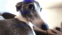 Jaxine Greyhound GIF