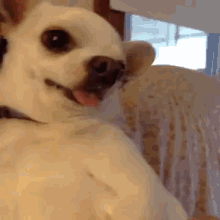 Why Can'T We Be Friends? Oh... GIF - Dog Scream Loud GIFs