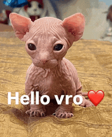 a hairless kitten is sitting on a bed with the words hello vro written on it