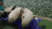 a panda bear is playing with a stuffed animal on the grass .
