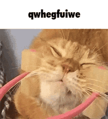 Qwhegfuiwe Cat GIF - Qwhegfuiwe Cat Squish GIFs