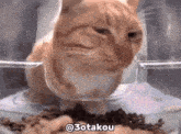 Cat Jugde Cat That Judges You GIF - Cat Jugde Cat That Judges You GIFs