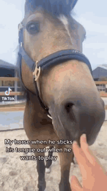 Horse Tongue Out GIF - Horse Tongue Out Bleh GIFs