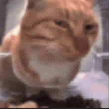 Cat Discord Sticker Reaction Alshacvx Stare GIF - Cat Discord Sticker Reaction Alshacvx Stare GIFs
